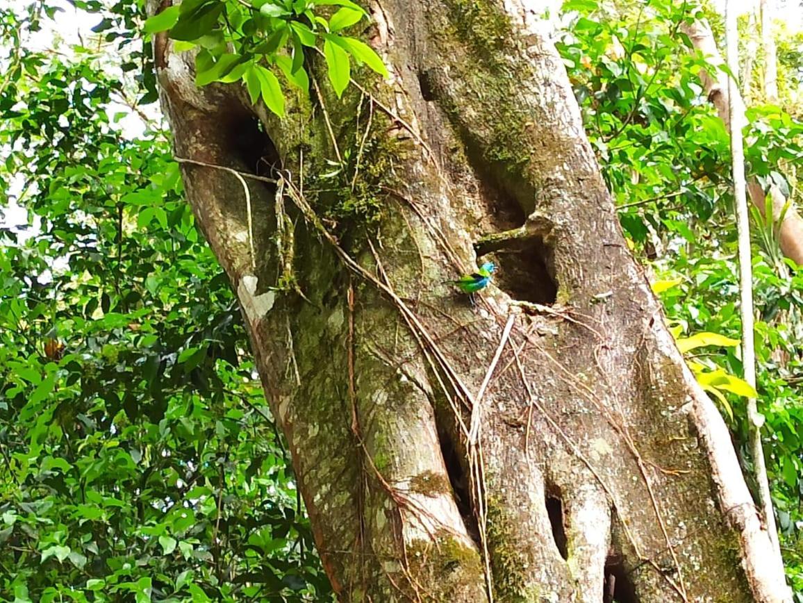 Recanto Da Margo 1, Casa Com Acesso A Cachoeira Araquari Eksteriør billede