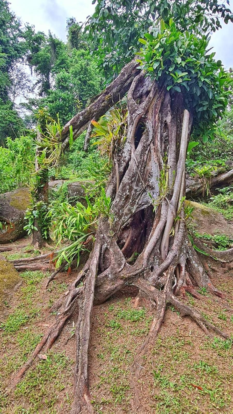 Recanto Da Margo 1, Casa Com Acesso A Cachoeira Araquari Eksteriør billede